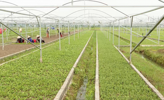 Ninh B&igrave;nh c&oacute; 70% hợp t&aacute;c x&atilde; hoạt động hiệu quả