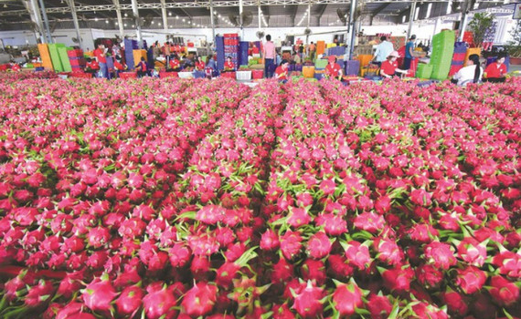 Bộ C&ocirc;ng thương kiến nghị th&aacute;o gỡ kh&oacute; khăn, th&uacute;c đẩy ti&ecirc;u thụ thanh long 
