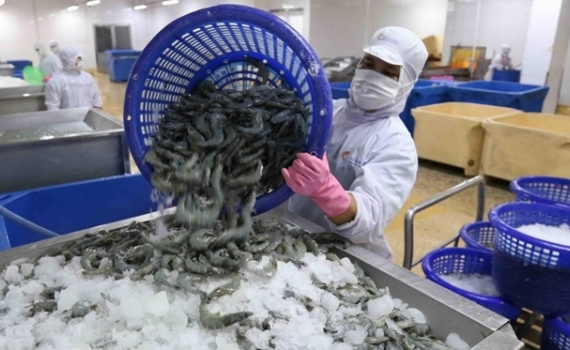 Xuất khẩu t&ocirc;m sẽ ảm đạm dịp đầu năm