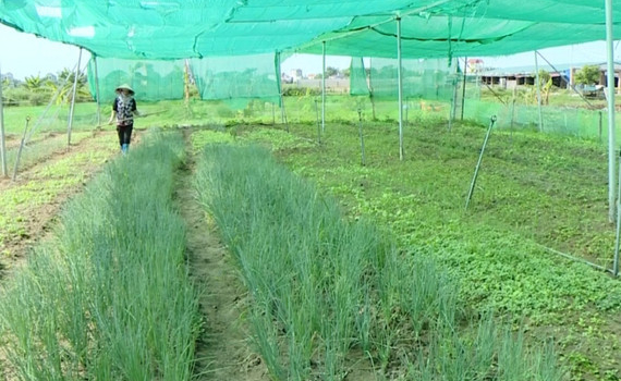 Y&ecirc;n M&ocirc;: Gi&aacute; trị sản xuất tr&ecirc;n 1 ha canh t&aacute;c đạt 142 triệu đồng
