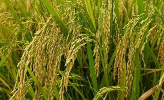 Phấn đấu sản lượng lương thực c&oacute; hạt đạt khoảng 47,3 triệu tấn