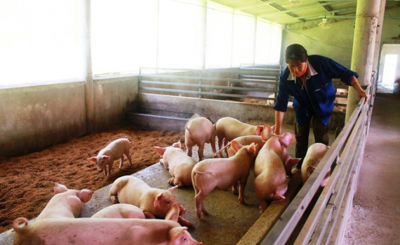 Tăng cường xử l&yacute; việc sử dụng chất cấm trong chăn nu&ocirc;i