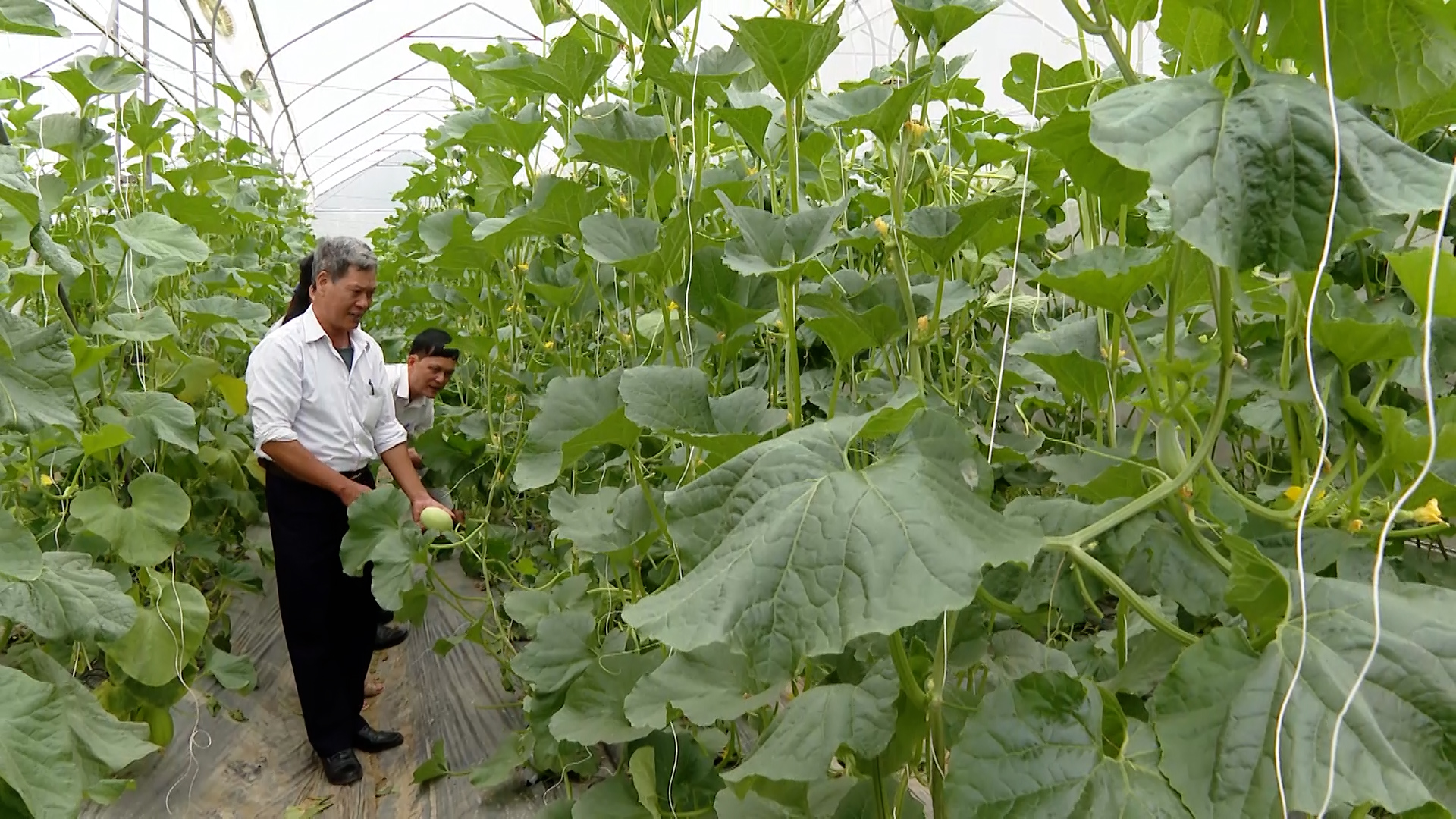 Ninh Bình: Mở rộng ứng dụng khoa học kỹ thuật vào sản xuất nông nghiệp