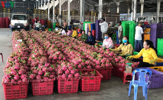 Nhiều n&ocirc;ng d&acirc;n thở ph&agrave;o v&igrave; thanh long được &ldquo;giải cứu&rdquo;