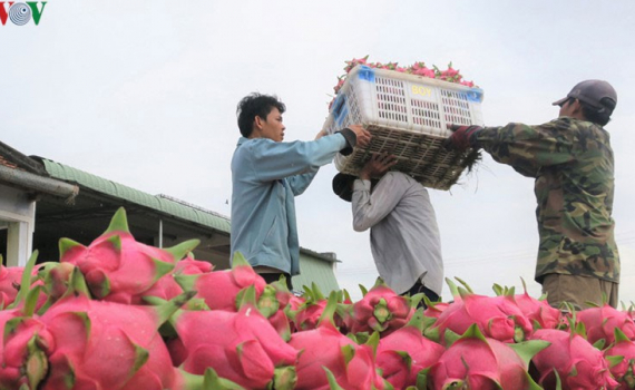 N&ocirc;ng sản Việt nhắm tới thị trường Ấn Độ thay Trung Quốc