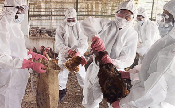 Vi&ecirc;m phổi cấp chưa qua, Hồ Nam lại b&ugrave;ng ph&aacute;t dịch c&uacute;m gia cầm H5N1