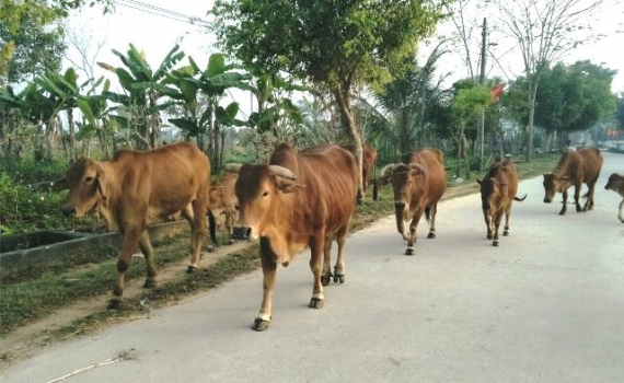 Dịch bệnh vi&ecirc;m da nổi cục tr&ecirc;n đ&agrave;n gia s&uacute;c vẫn diễn biến phức tạp