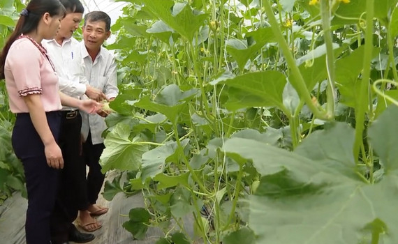 Th&agrave;nh c&ocirc;ng từ m&ocirc; h&igrave;nh sản xuất n&ocirc;ng sản an to&agrave;n