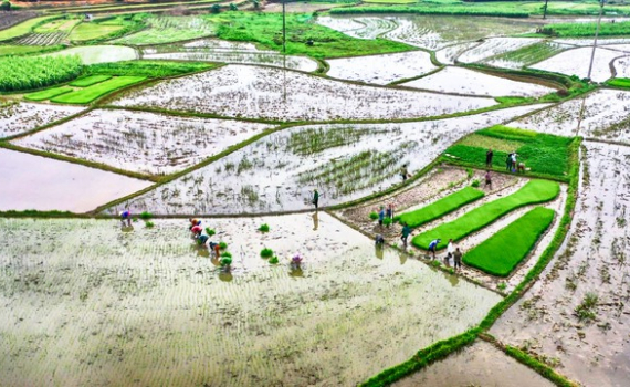 Nhiều địa phương đ&atilde; đủ nước gieo cấy vụ Đ&ocirc;ng Xu&acirc;n