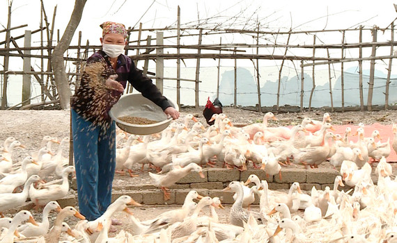 Lạc V&acirc;n ngăn chặn dịch c&uacute;m gia cầm A/H5N1