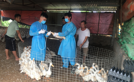 Bền bỉ ph&ograve;ng chống dịch c&uacute;m gia cầm
