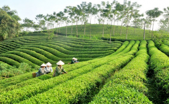 Văn bản quy phạm ph&aacute;p luật do Ch&iacute;nh phủ, Thủ tướng Ch&iacute;nh phủ ban h&agrave;nh trong th&aacute;ng 01/2024