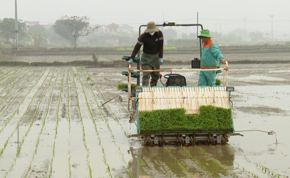 B&agrave; con n&ocirc;ng d&acirc;n Ninh B&igrave;nh tấp nập xuống đồng gieo cấy l&uacute;a vụ Đ&ocirc;ng Xu&acirc;n