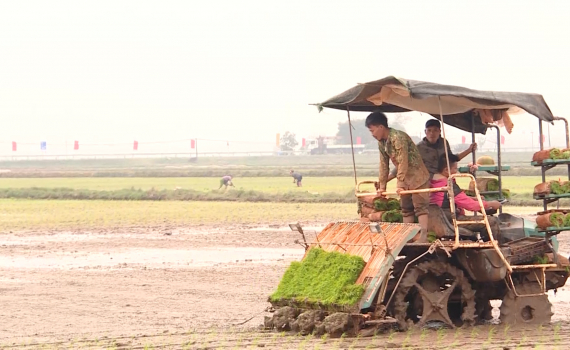 Mạ khay, cấy m&aacute;y - Bước tiến mới trong sản xuất ở Kh&aacute;nh Nhạc