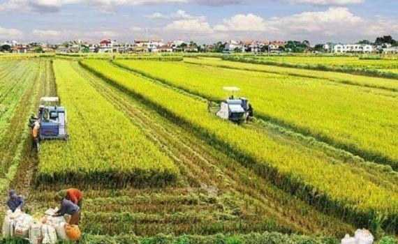 Ng&agrave;nh N&ocirc;ng nghiệp tiếp tục l&agrave; trụ đỡ của nền kinh tế