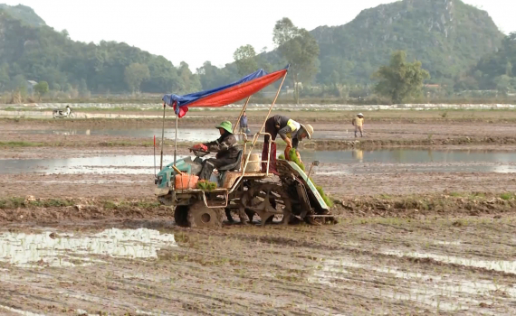 Tăng cường ph&ograve;ng chống r&eacute;t cho mạ v&agrave; l&uacute;a mới cấy