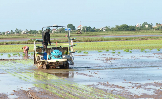 Kim Sơn triển khai c&aacute;c giải ph&aacute;p gieo cấy l&uacute;a Đ&ocirc;ng Xu&acirc;n kịp thời vụ