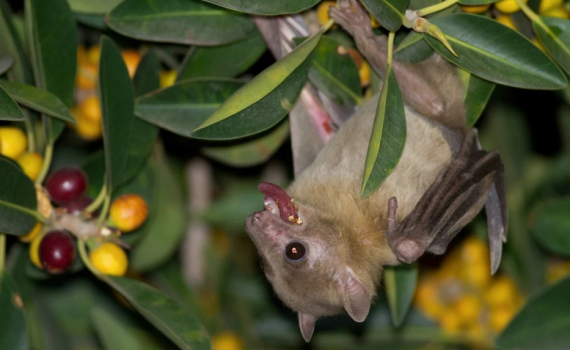 Kh&ocirc;ng chủ quan với dịch bệnh do virus Nipah