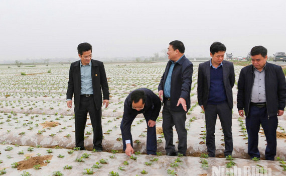 Đồng ch&iacute; Ph&oacute; Chủ tịch UBND tỉnh Trần Anh Dũng kiểm tra sản xuất vụ Xu&acirc;n năm 2026