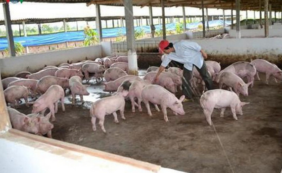 Hết qu&yacute; 3, gi&aacute; thịt lợn mới c&oacute; thể giảm xuống 60.000 đồng/kg lợn hơi