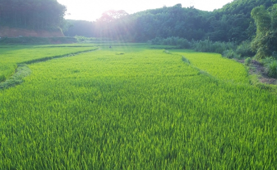 Tạ ơn c&aacute;nh đồng