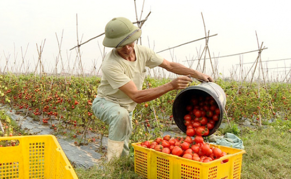 Hiệu quả trồng cây cà chua - Đài Phát thanh và Truyền hình Ninh Bình