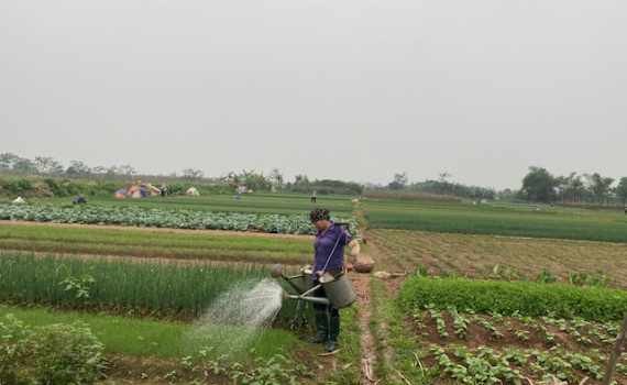 Quản l&yacute; chặt chẽ m&atilde; số v&ugrave;ng trồng