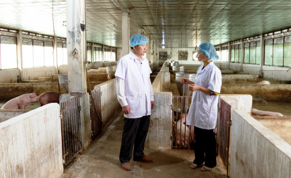 Nu&ocirc;i lợn sinh học theo hướng hữu cơ - Hướng đi chăn nu&ocirc;i bền vững ở Ninh B&igrave;nh