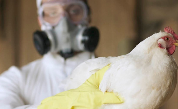 Chuy&ecirc;n gia dịch tễ: Kh&ocirc;ng n&ecirc;n chủ quan với c&uacute;m A/H5N1