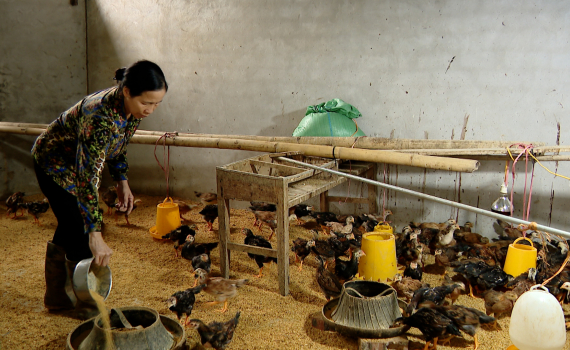 Phụ nữ th&agrave;nh phố Tam Điệp gi&uacute;p nhau ph&aacute;t triển kinh tế