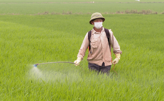 Ninh B&igrave;nh tăng cường ph&ograve;ng trừ bệnh đạo &ocirc;n cho l&uacute;a Đ&ocirc;ng Xu&acirc;n