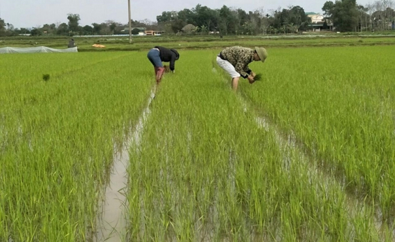 Cả nước đ&atilde; gieo cấy được khoảng 2,69 triệu ha l&uacute;a Đ&ocirc;ng Xu&acirc;n