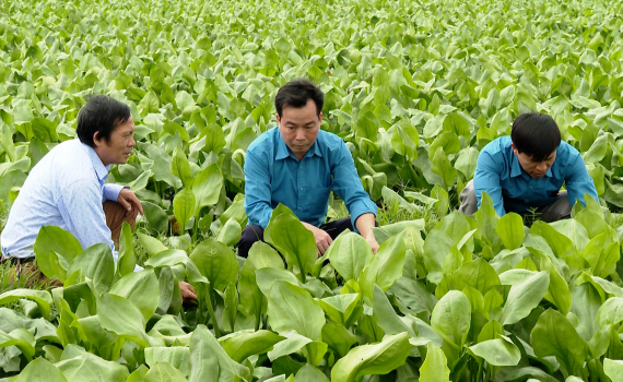 Hiệu quả ph&aacute;t triển c&acirc;y dược liệu ở Y&ecirc;n Kh&aacute;nh