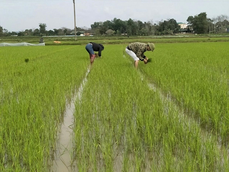 Cả nước đã gieo cấy được khoảng 2,69 triệu ha lúa Đông Xuân