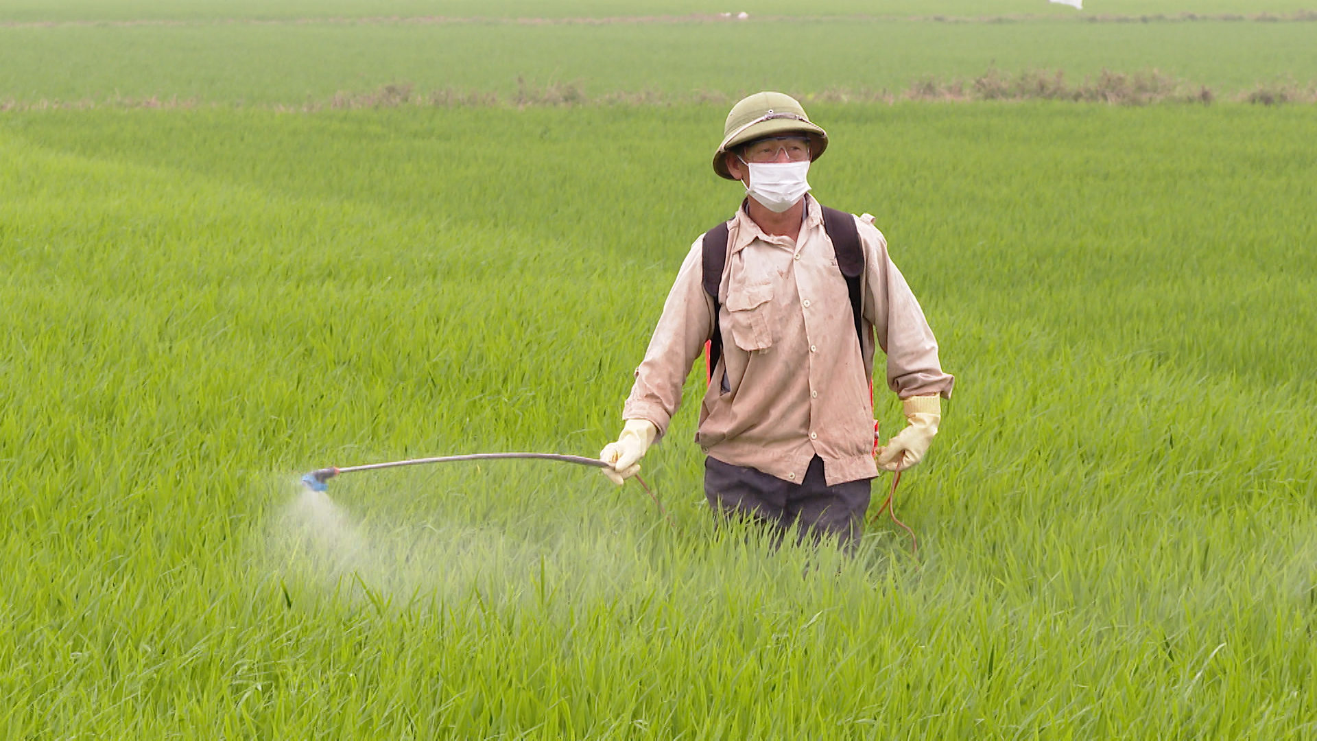 Phun chế phẩm vô gạo nano cho lúa giai đoạn làm đòng