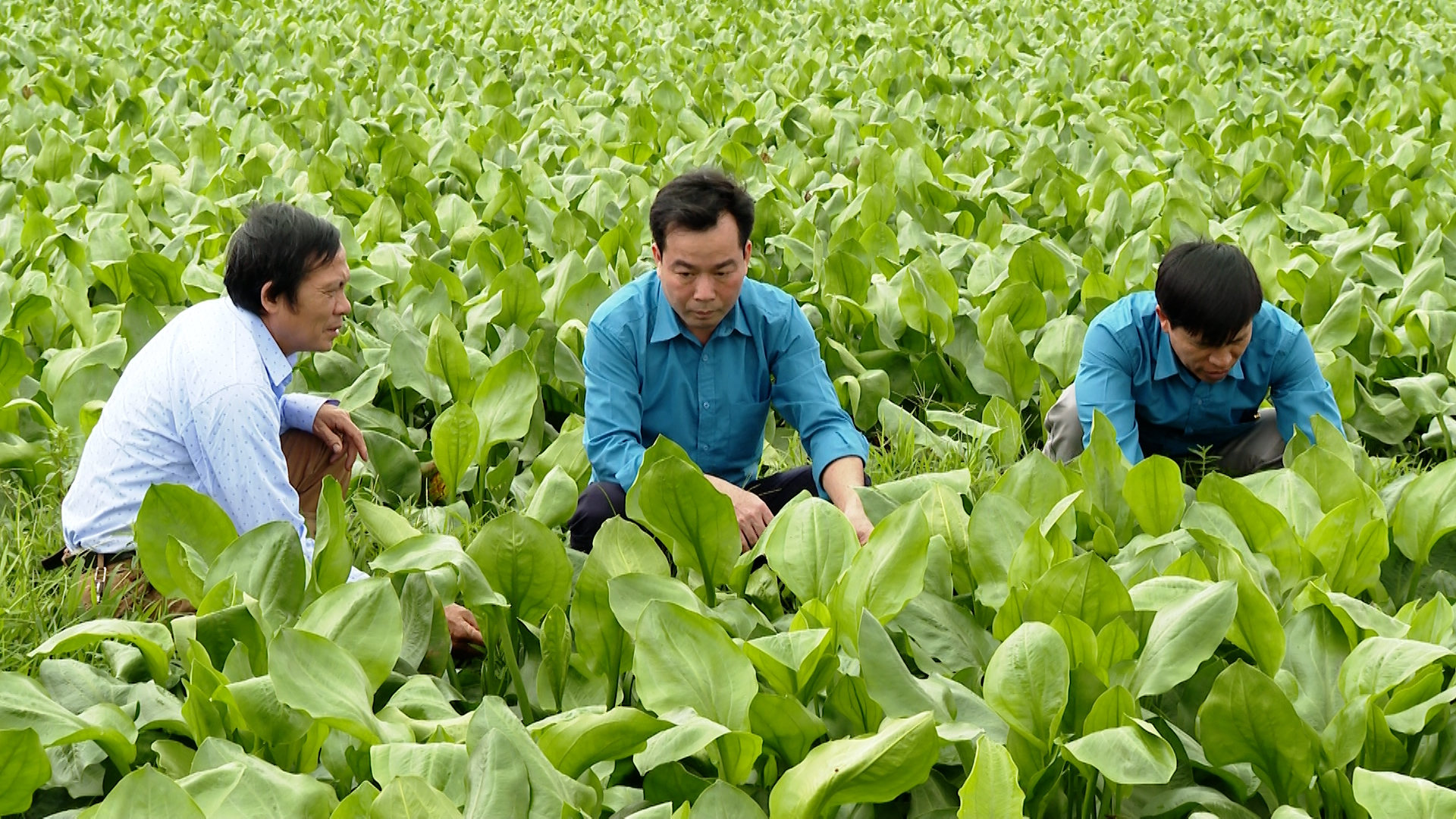Hiệu quả phát triển cây dược liệu ở Yên Khánh