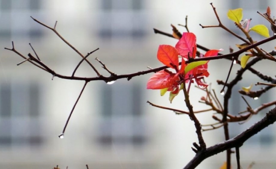Thời tiết h&ocirc;m nay (11-3): H&agrave; Nội v&agrave; nhiều nơi trời mưa r&eacute;t