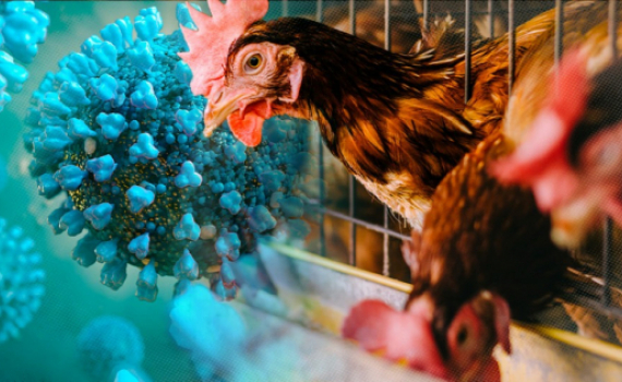 Bộ Y tế th&ocirc;ng tin về trường hợp mắc c&uacute;m A (H5N1) tử vong