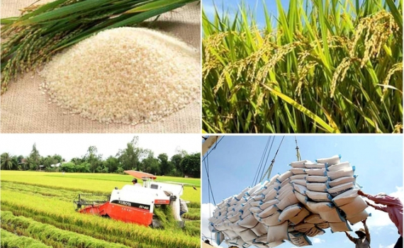 Thủ tướng chỉ thị đẩy mạnh sản xuất, kinh doanh, xuất khẩu l&uacute;a, gạo bền vững