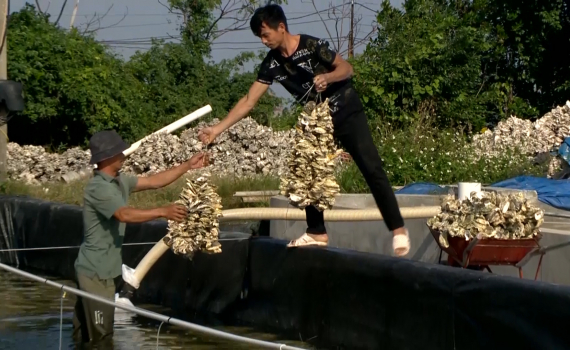 H&agrave;u giống tăng gi&aacute;, n&ocirc;ng d&acirc;n Kim Sơn phấn khởi