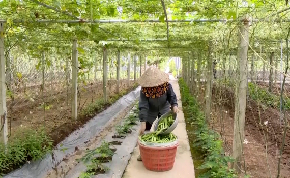 Y&ecirc;n Kh&aacute;nh n&acirc;ng cao gi&aacute; trị tr&ecirc;n h&eacute;c-ta đất canh t&aacute;c