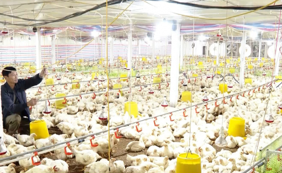 L&agrave;m gi&agrave;u từ m&ocirc; h&igrave;nh nu&ocirc;i g&agrave; l&ocirc;ng trắng thương phẩm