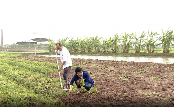 Y&ecirc;n Kh&aacute;nh ph&aacute;t triển v&ugrave;ng trồng c&acirc;y dược liệu