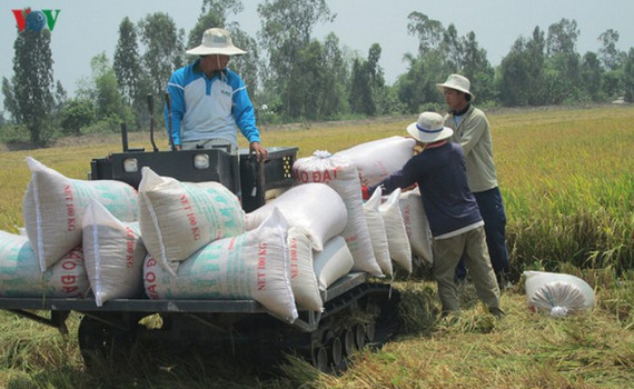 Đề nghị điều tra việc &ldquo;trục lợi ch&iacute;nh s&aacute;ch&rdquo; quản l&yacute; xuất khẩu gạo