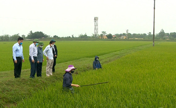 L&atilde;nh đạo Sở NN&PTNT kiểm tra ph&ograve;ng trừ dịch hại tr&ecirc;n l&uacute;a Đ&ocirc;ng Xu&acirc;n