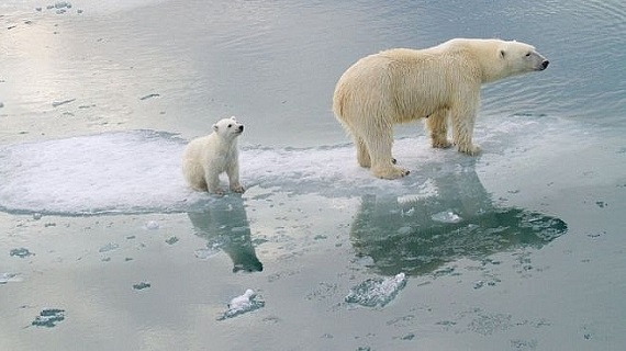 Biến đổi khí hậu là một vấn đề lớn đối với thế giới này, và đặc biệt là với loài động vật như gấu bắc cực. Tuyệt chủng gấu bắc cực là một điều mà chúng ta luôn phải đề phòng, và bạn có thể đóng góp vào việc bảo vệ chúng bằng cách xem hình ảnh về chúng ở \