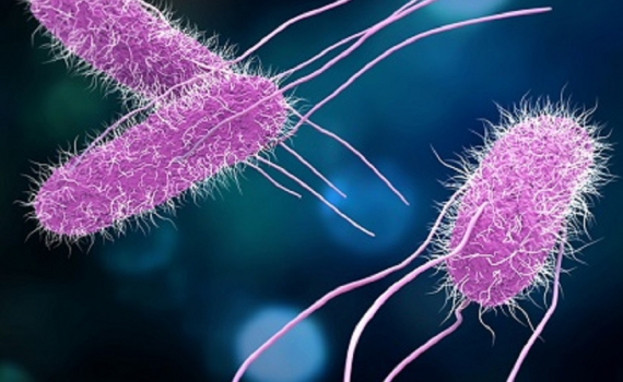 USDA đưa ra đề xuất nhằm hạn chế nhiễm khuẩn Salmonella