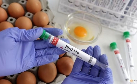 Những cảnh b&aacute;o ban đầu về khả năng l&acirc;y lan virus H5N1 ở người