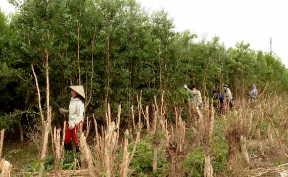 Hiệu quả k&eacute;p từ sản xuất v&agrave; chế biến tinh dầu tr&agrave;m ở Ninh B&igrave;nh