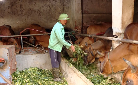 Ph&ograve;ng chống bệnh vi&ecirc;m da nổi cục ở tr&acirc;u b&ograve;